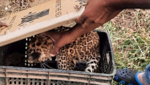 चंद्रपूर : भाजीपाला वाडीत आढळले बिबट्याचे बछडे