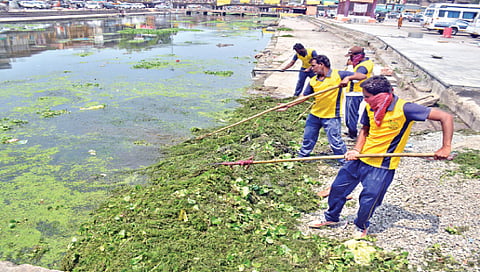 गोदावरी प्रदुषण,www.pudhari.news