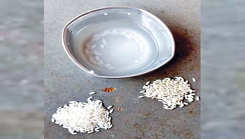 कोल्हापूर : पोषण आहारात प्लास्टिक तांदूळ?