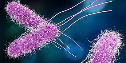 Salmonellosis : किंडर चॉकलेटमधून मुलांना साल्मोनेलोसिस बॅक्टेरियाची लागण, ११ देशांत फैलाव, काय आहेत लक्षणे?