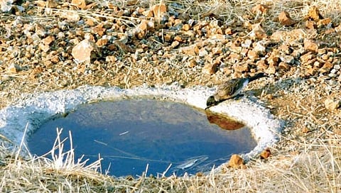 पक्ष्यांसाठी तयार करण्यात आलेले पाणवठे