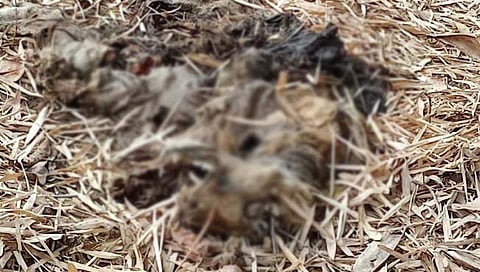 भंडारा : वाघाच्या शिकारीचे प्रकरण ताजे असतानाच पुन्हा एका वाघाचा मृत्यू