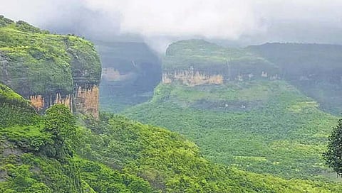 पश्चिम घाट येथील ३० टक्के जंगल नष्ट