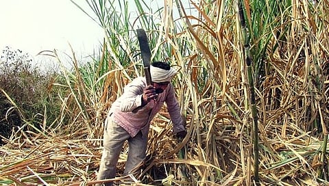 साखरेत विरघळलेला उपेक्षित ‘कोयता’