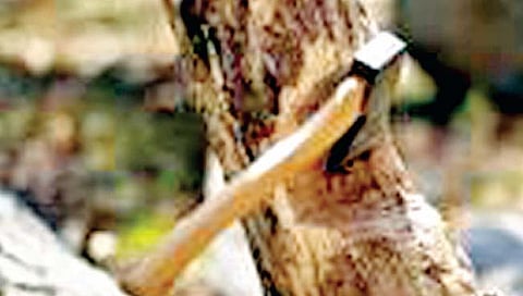 कराड : ‘दक्षिण’च्या डोंगरी भागात अवैध वृक्षतोड