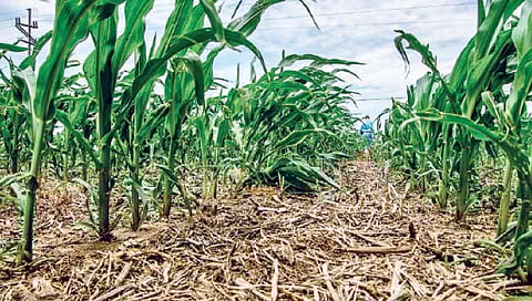 गरज आच्छादनाची