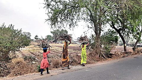 नाशिक : ‘उज्ज्वला’च्या डोक्यावर पुन्हा सरपणाची मोळी ; रॉकेलही मिळेना अन्…