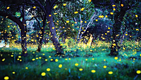 नाशिक : वनविभागाकडून काजवा महोत्सवाला नियमांचे कवच, पर्यटकांसाठी नियमावली जारी