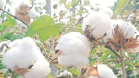 Cotton Cultivation