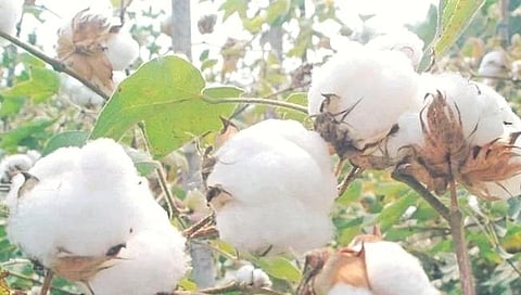 जळगाव : पांढऱ्या सोन्यावर चोरट्यांनी डल्ला मारत केला साडेचार लाखांचा ऐवज लंपास