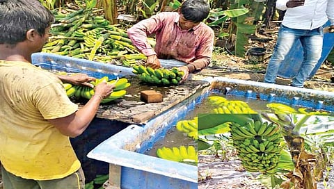 दोन एकरांत केळीचे 15 लाखांचे उत्पादन