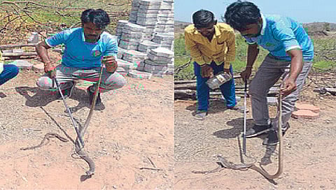 …जेव्हा एका कोब्राच्या पोटातून दुसरा कोब्रा बाहेर पडतो, ‘येथे’ घडली ‘ही’ दुर्मीळ घटना