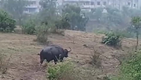 कोल्हापूर : कासारवाडीच्या माळावर गव्यांचा वावर ; नागरिकांच्यात भीतीचे वातावरण