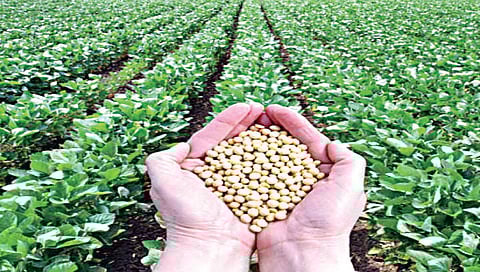 नाशिक www.pudhari.news