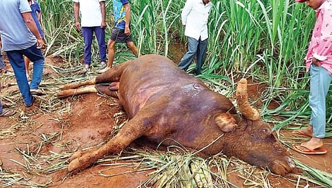 कोल्हापूर : दोन गव्यांच्या झुंजीत एकाचा मृत्यू