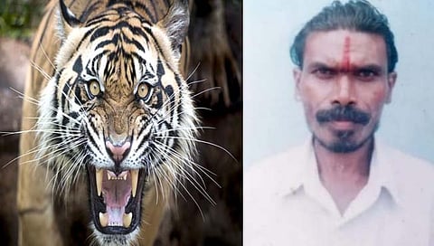 चंद्रपूर : वाघाच्या हल्ल्यात तेंदूपत्ता तोडायला गेलेला मजूर ठार