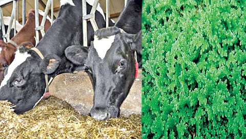 जनावरांना द्या प्रथिनयुक्त खाद्य