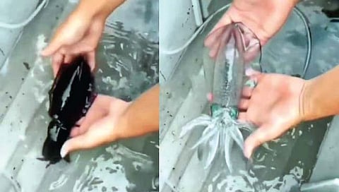 पाण्याबाहेर काढताच पारदर्शक होणारा जलचर www.pudharinews.