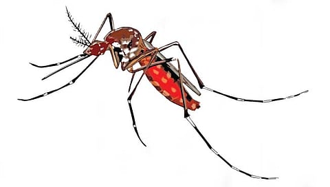 डेंग्यू आलाय… पावसाळा येणार, काळजी घ्या…