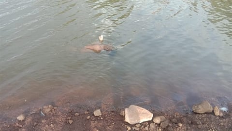 देवगाव : दोन दिवसानंतर टाकेद देवगाव धरण येथील पाण्यावर तरंगताना आढळलेला मासेमा-याचा मृतदेह. (छाया : तुकाराम रोकडे)