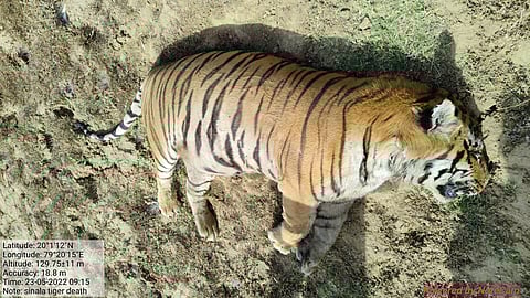 ताडोबातील सर्वात वयस्कर ‘वाघडोह’ वाघाचा मृत्यू