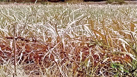 सांगली : टेंभूच्या पाण्याअभावी पिके वाळू लागली www.pudharinews.
