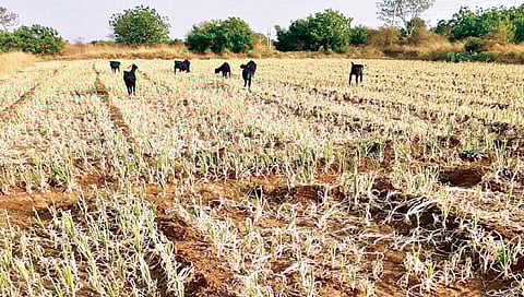 सोलापूर : दहिगाव योजनेचे पाणी न मिळाल्याने पिके जळाली