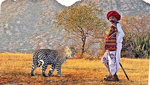 बिबटे आणि गावकरी ‘येथे’ राहतात गुण्यागोविंदाने www.pudharinews.