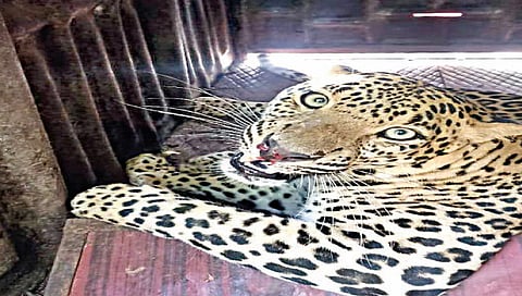 Nashik : गिरणारेतून बिबट्याची जोडी जेरबंद