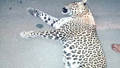 नाशिक : अज्ञात वाहनाच्या धडकेत बिबट्या जागीच ठार