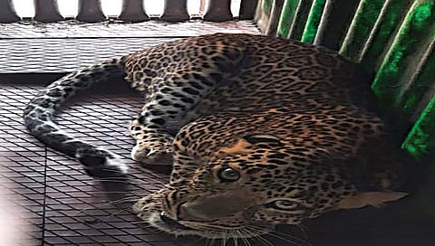 नाशिक : शेळ्यांना फस्त करणारा बिबट्या अखेर जेरबंद, तरीही दहशत कायम