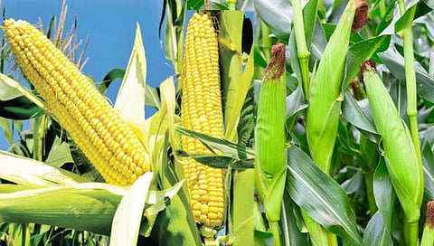 धान्योत्पादन : बीजोत्पादन मक्याचे