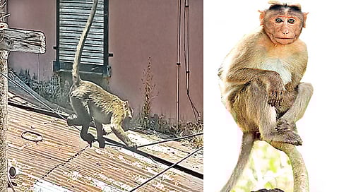 मर्कटलीलांनी त्र्यंबकवासीय त्रस्त, वनविभागाच्याही हाती लागेना टोळ्या