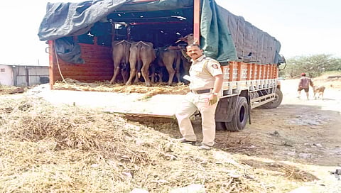 म्हशींची पोलिसांनी केली सुटका,www.pudhari.news