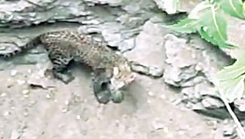 कोरड्या विहिरीत पडला बिबट्या,www.pudhari.news