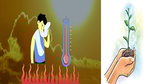 विदेशी झाडे तापमानवाढीला ठरतात कारणीभूत ; अभ्यासकांचा दावा