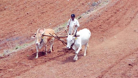 राज्यातील शेतकऱ्यांसाठी आजपासून सलोखा योजना