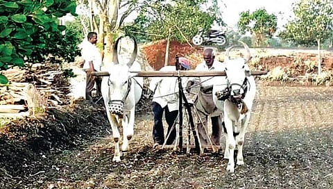 बेळगुंदी : 16 मे रोजी भात पेरणीची परंपरा इतिहासजमा