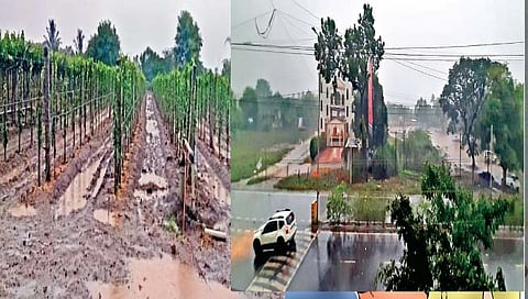 सांगली : जिल्ह्यात सर्वत्र मुसळधार पाऊस