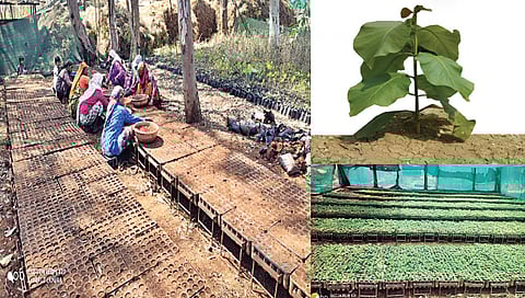 नाशिक : पावसाळ्यापूर्वी सागझडी निर्मितीच्या कामांनी घेतला वेग