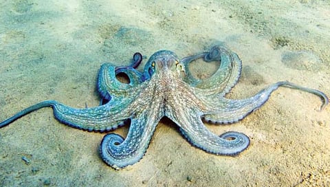 ऑक्टोपस कसे बदलतात रंग?