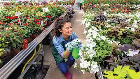 फ्लोरिकल्चर : सुवासिक करिअरवाट