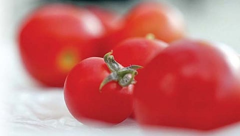 इंग्लंडमध्ये जनुकीय फेरफार केलेले टोमॅटो