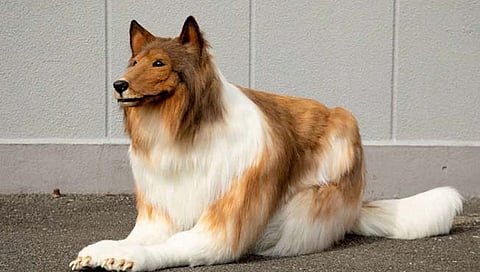 अरे बाप रे! १२ लाख खर्च करून ‘तो’ दिसू लागला चक्क कुत्र्यासारखा