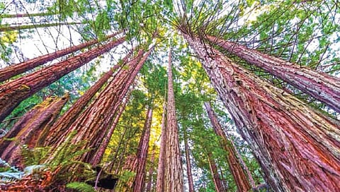 ‘हा’ आहे जगातील सर्वात उंच वृक्ष, जाणून घ्या अधिक