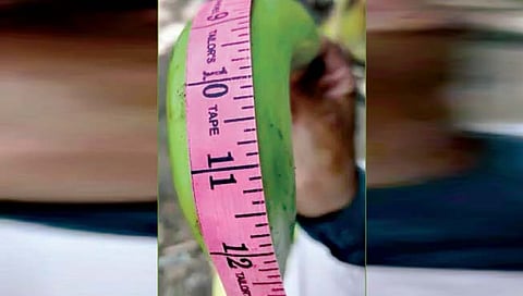 तब्बल तेरा इंच लांबीची केळी!