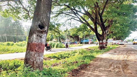 ‘खिळे’कर्यांकडून महामार्गालगतचे वृक्ष मुक्त