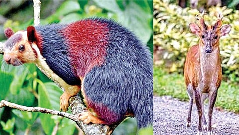 सातारा : वन्यजीव गणनेत 308 जनावरांची नोंद