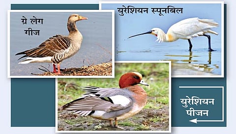 रशिया-युक्रेन युद्धामुळे स्थलांतरित पक्षी माघारी