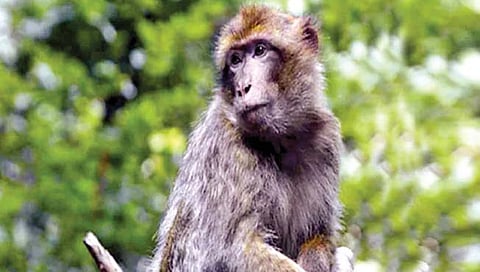 थायलंडमध्ये माकडांमधूनही फैलावत आहे मलेरिया